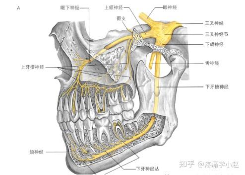 三叉神经解剖图片