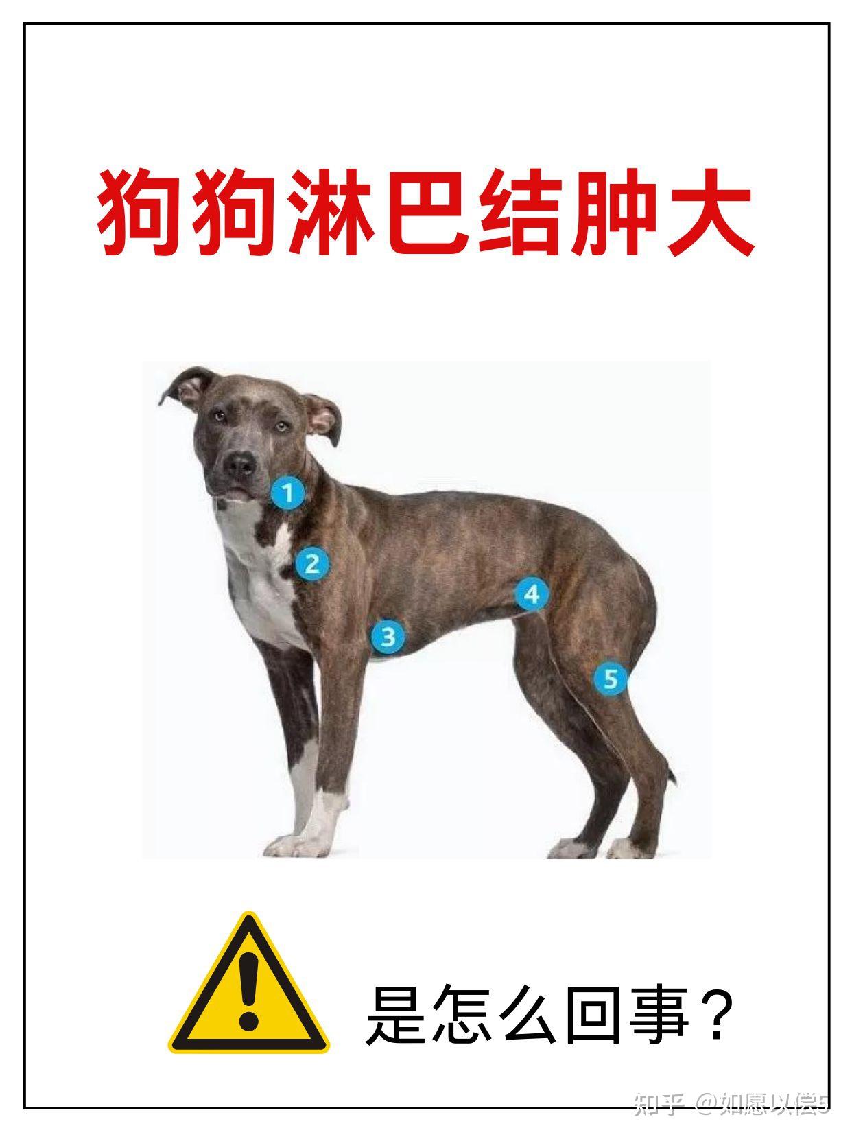 狗狗淋巴结肿大是怎么回事