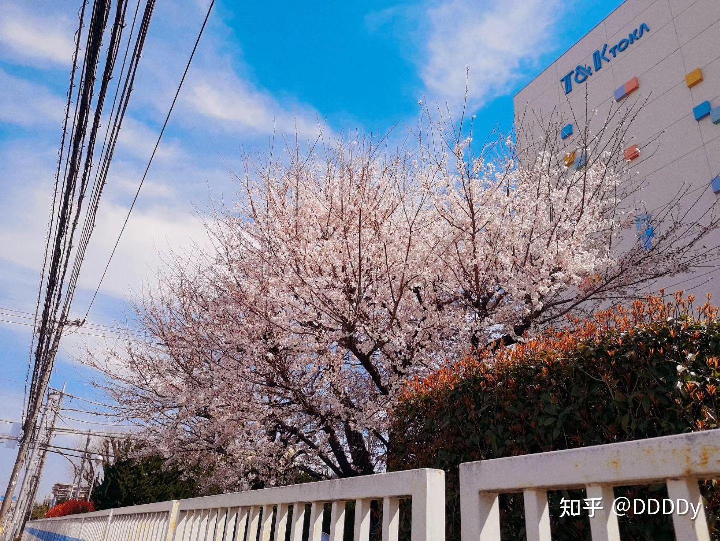 我和千代田国际语学院的故事