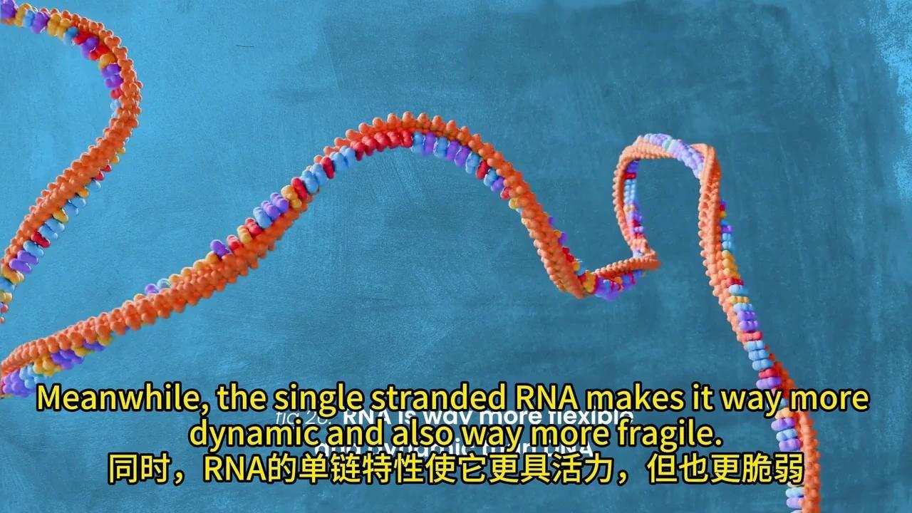 彻底解密DNA转录与mRNA剪接：动画揭秘生物学奥秘 - 知乎