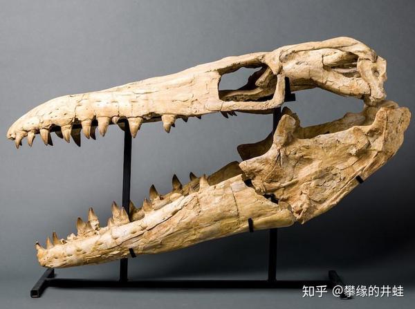 【地球演义】百兽图4：盖凿齿 - 知乎