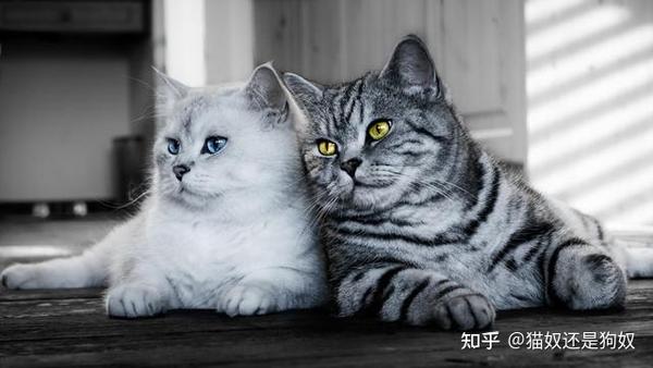 公猫和母猫有什么区别?通过这几点比较,你就知道了 - 知乎