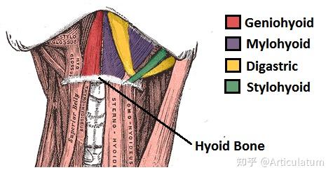浅谈舌骨、进化与语言 - 知乎