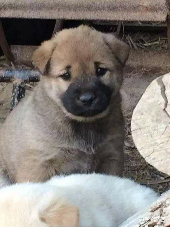 请大神帮我看一下我这个是柴犬的串吗