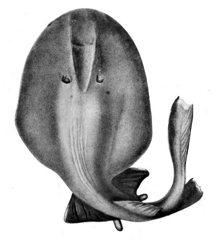 动物分类志软骨鱼纲电鳐目下