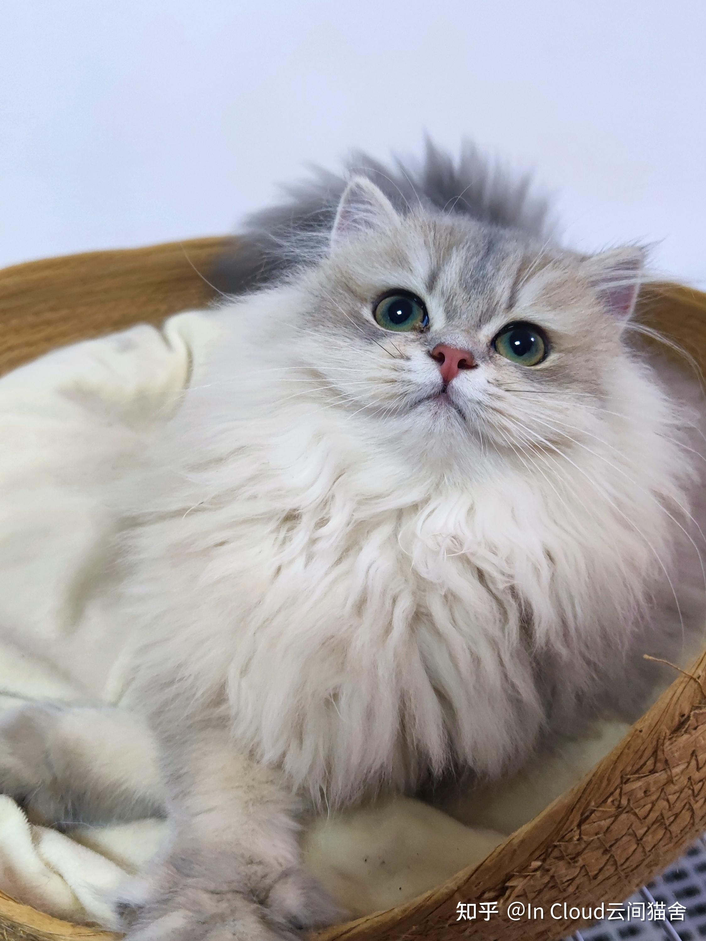 拥有一只常见品种的不常见花色的猫是什么体验