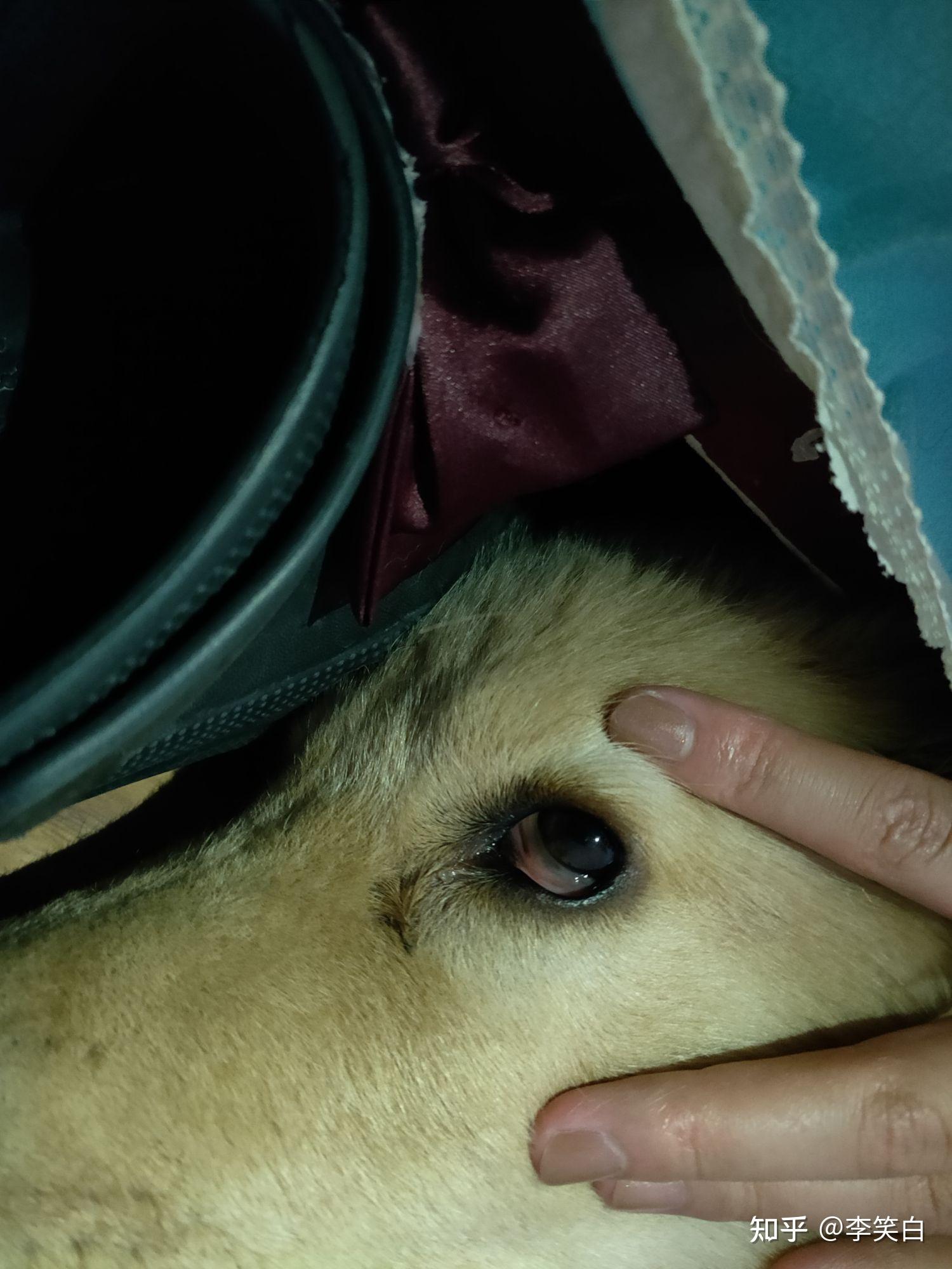 狗狗眼睛有层红色的膜是怎么回事