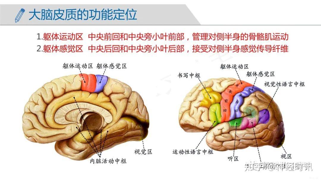 人体解剖学课件——中枢神经系统-端脑