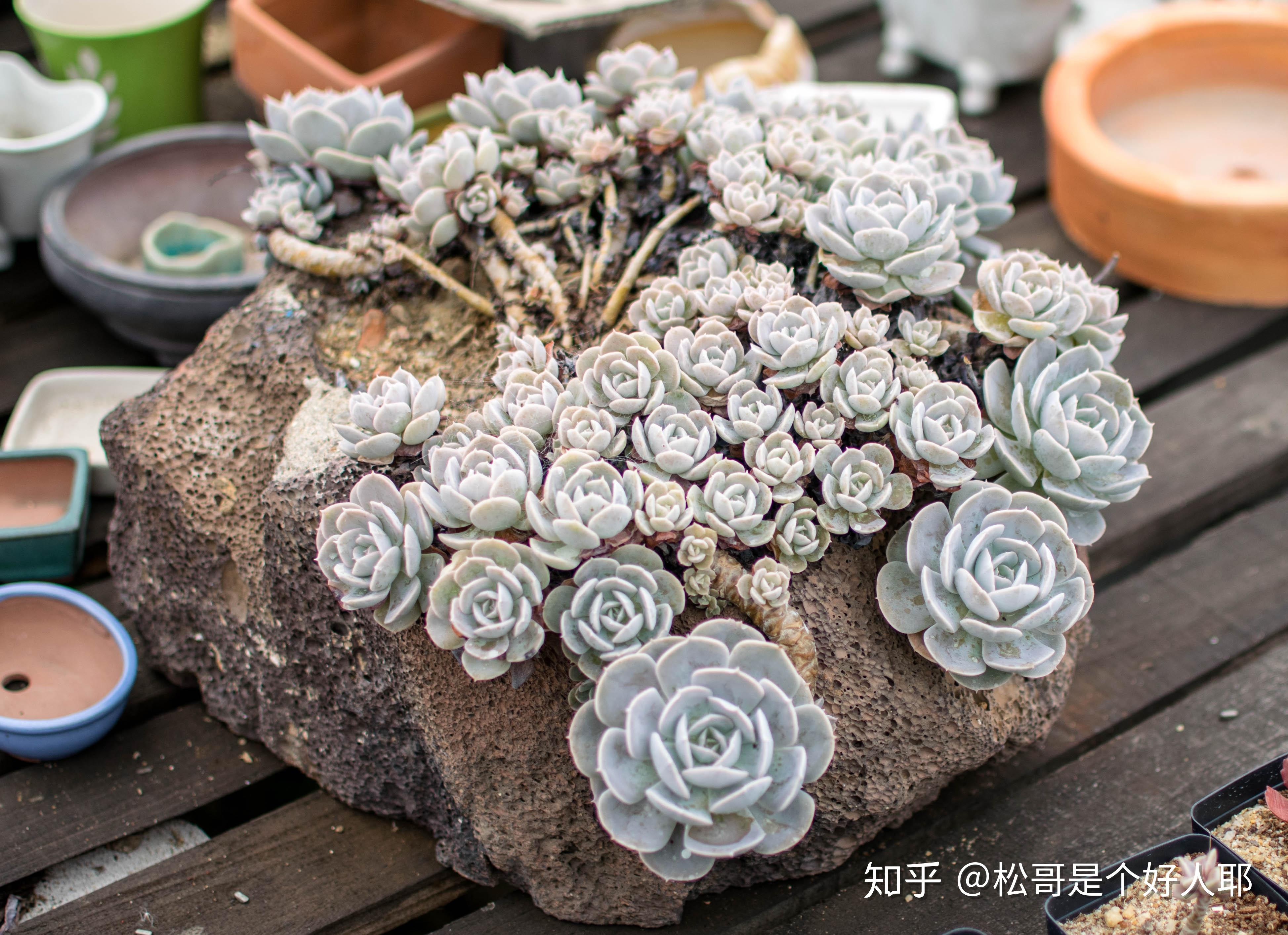 抗晒能力击败了90多肉的鲁氏石莲花