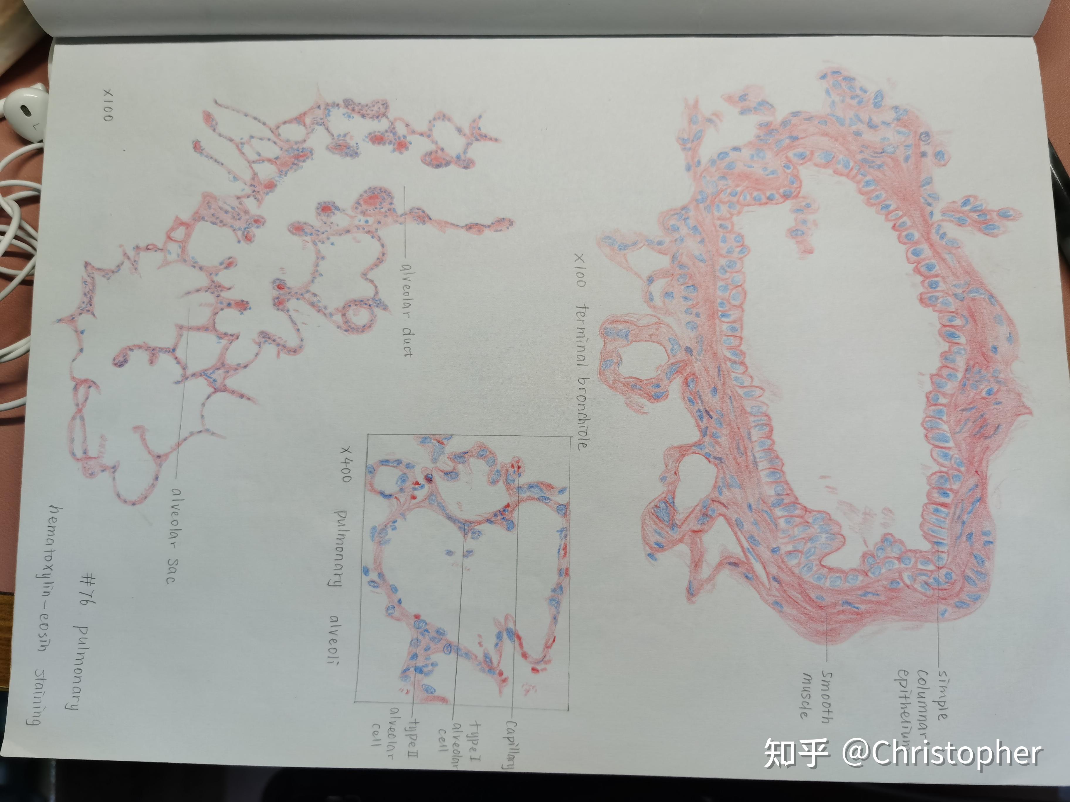 气管红蓝铅笔手绘图图片