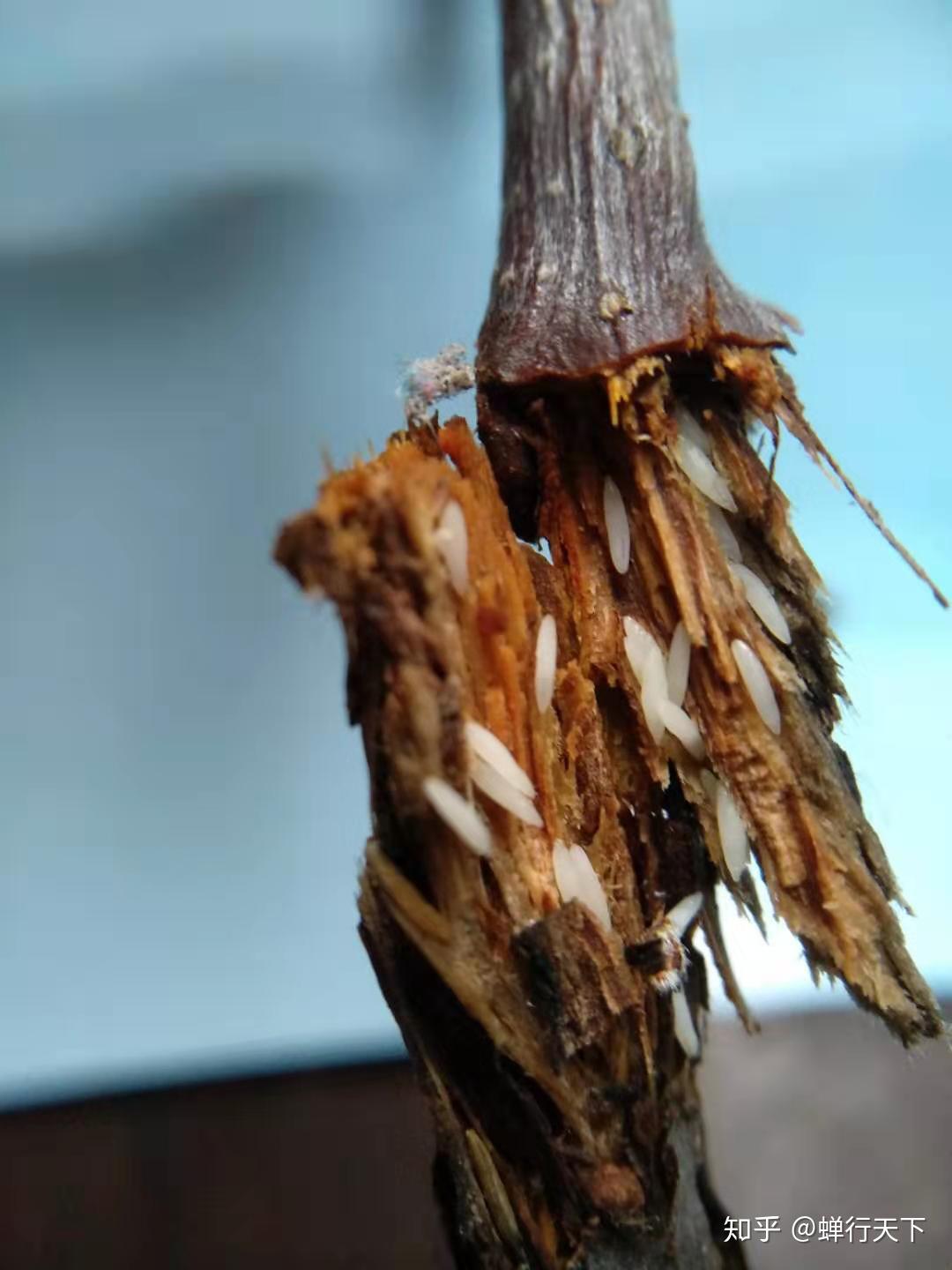 一般人可能不知道,这根产卵的枝条一般含有80—150粒蝉卵,平均100多粒