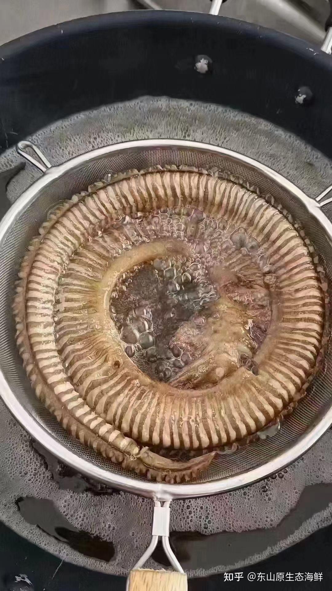 野生土龙，它的学名叫波露豆齿蛇鳗 ，对腰骨具有神奇的食疗效果 - 知乎