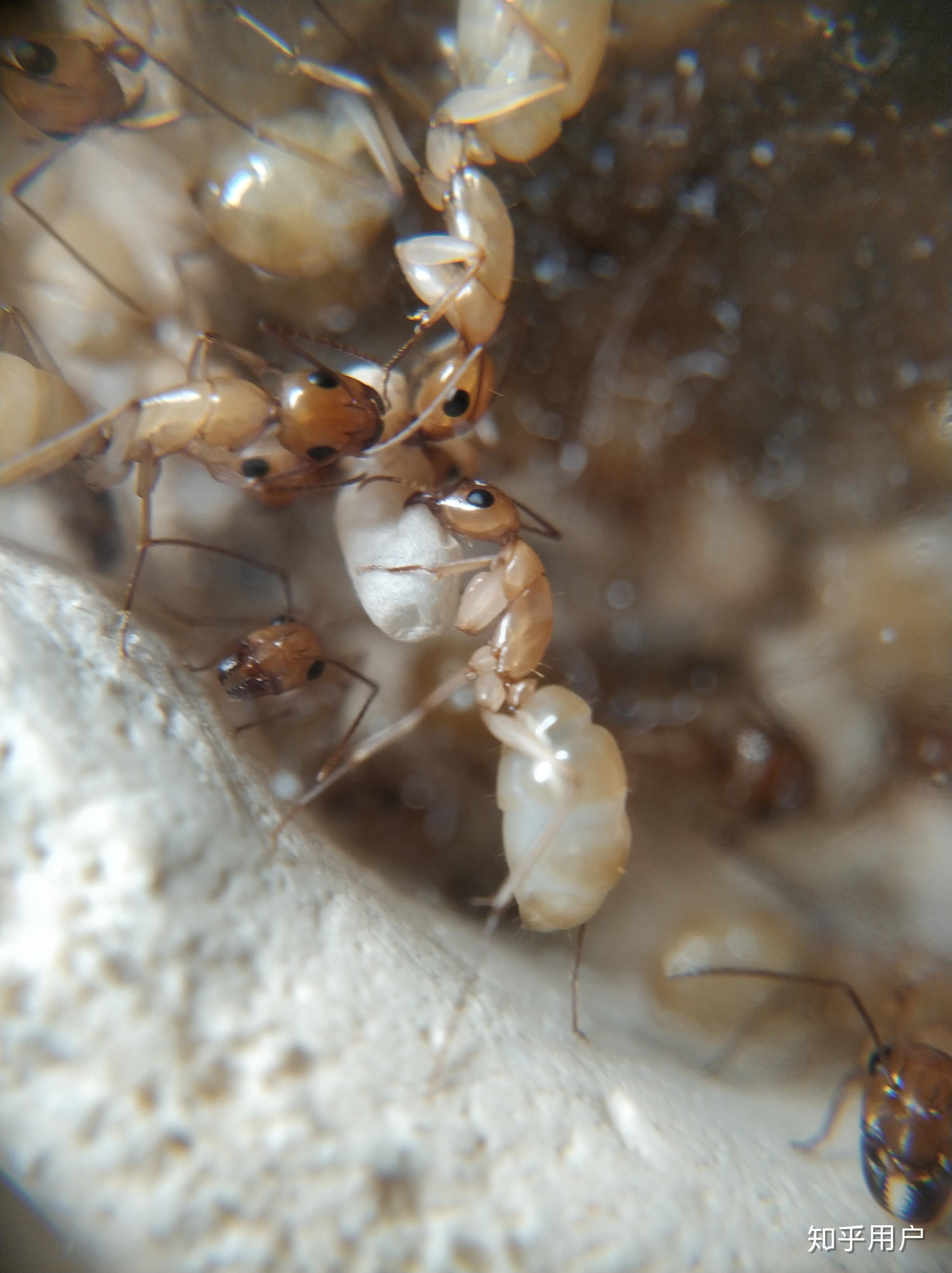 蚂蚁有多少颗牙齿图片图片