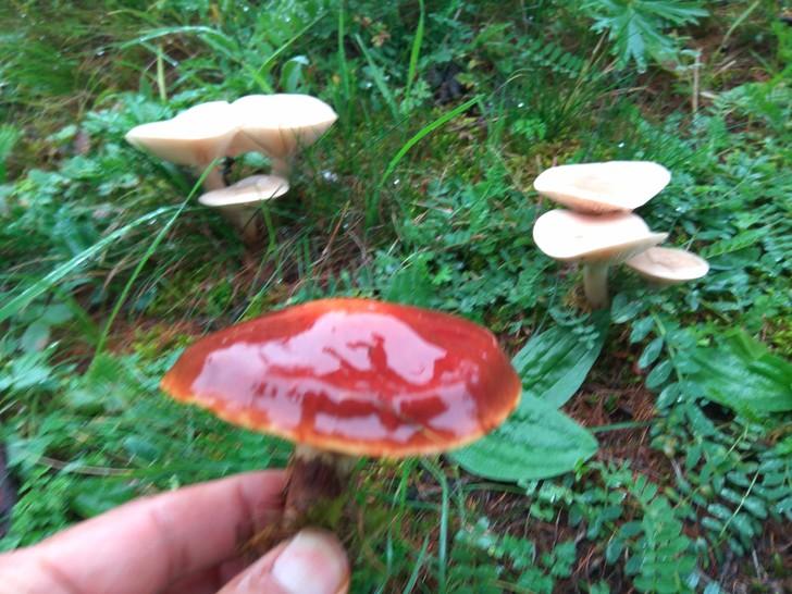 冬天去俄罗斯旅游有些什么小众冷门又好玩的城