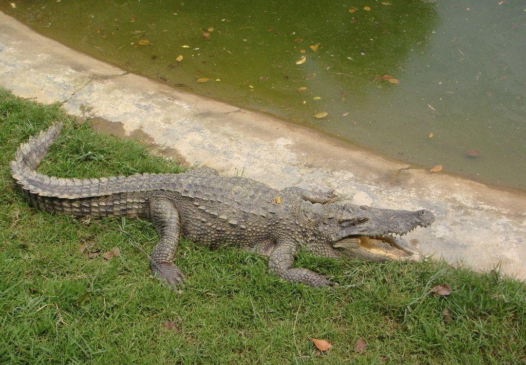 鳄形龙与蛇形龙的演变