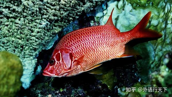 A Cold Fish 