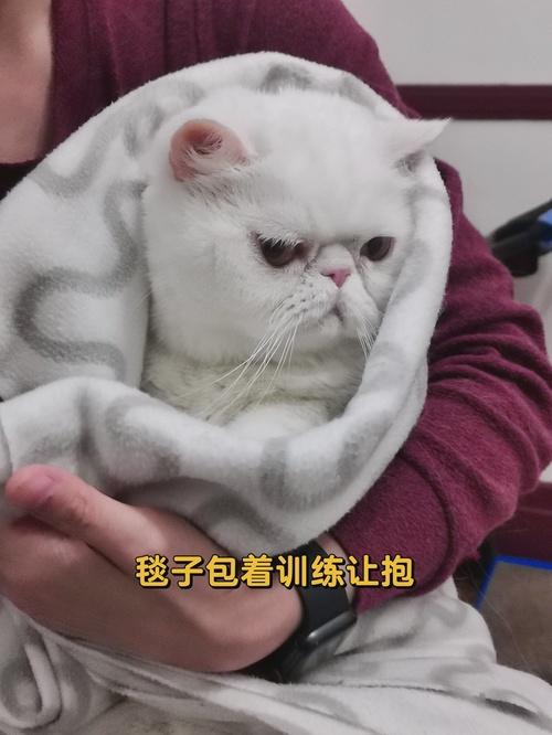 猫有攻击性怎么办?如何将凶猫变成乖猫 - 知乎