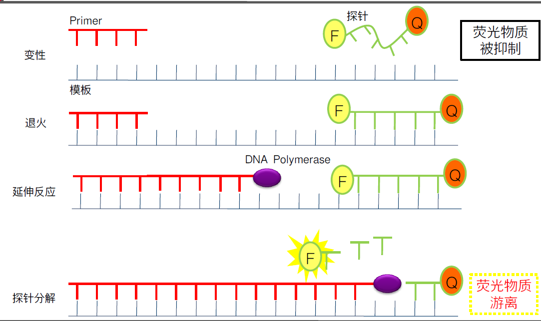 realtimepcr新手级入门篇