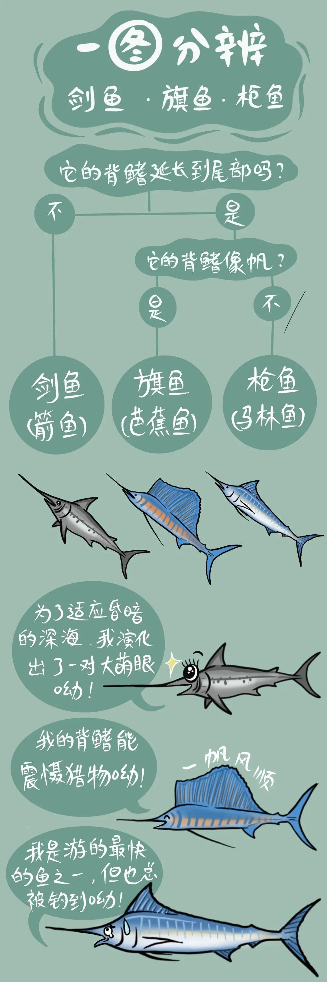 一图分辨剑鱼、旗鱼、枪鱼(作者:刘萍) - 知乎
