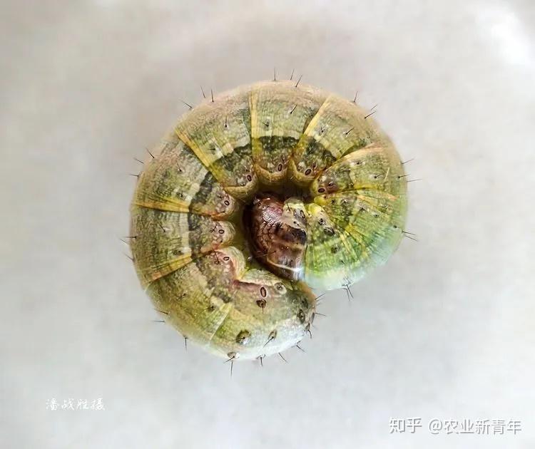 寄生蝇 -----蛹中的寄蝇(寄蝇成虫,寄蝇蛹壳,被寄生的草地贪夜蛾蛹)草