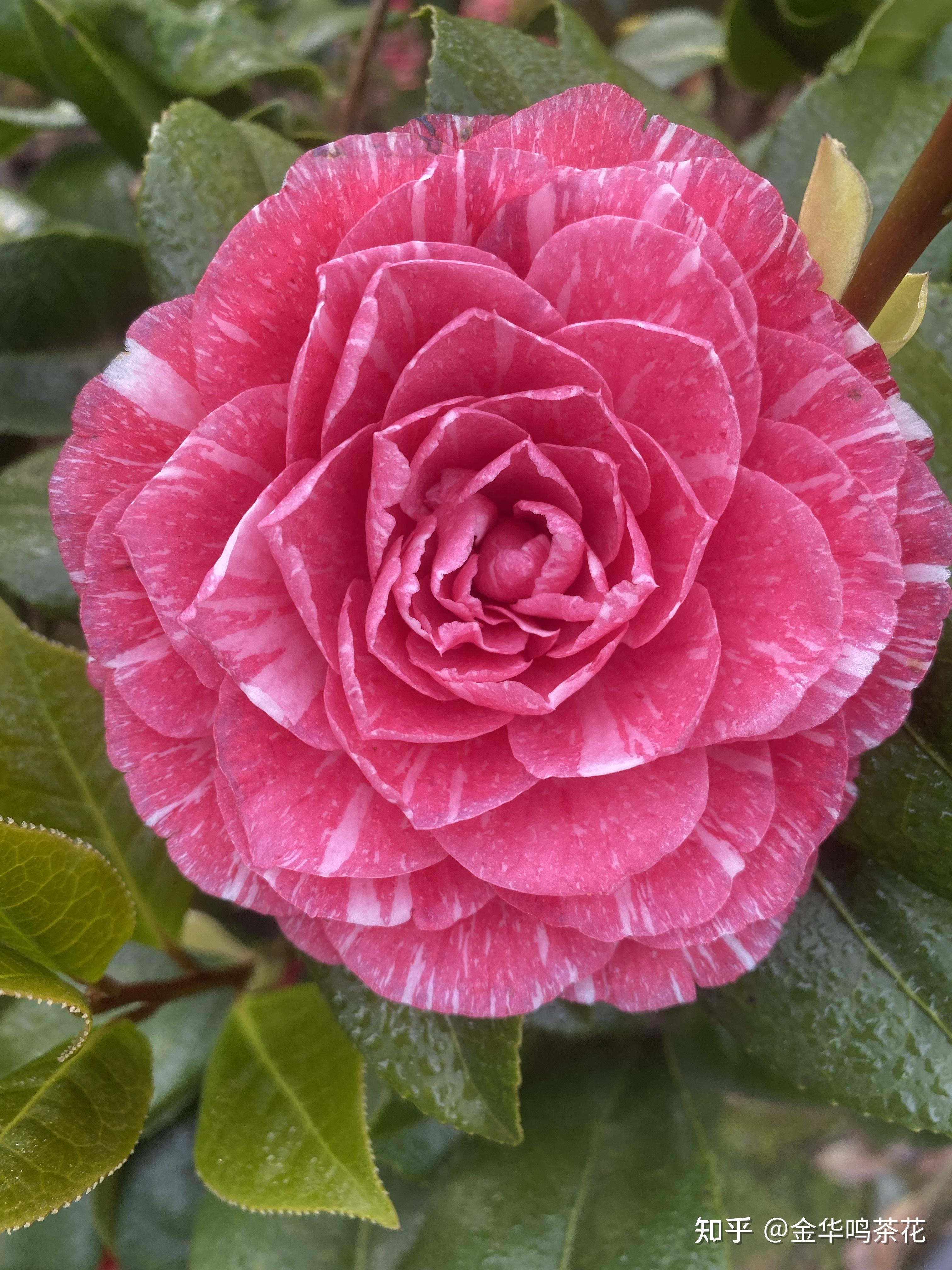 茶花名品:鸳鸯凤冠 (听名字就有种让人好奇)中国茶花十大名花之一