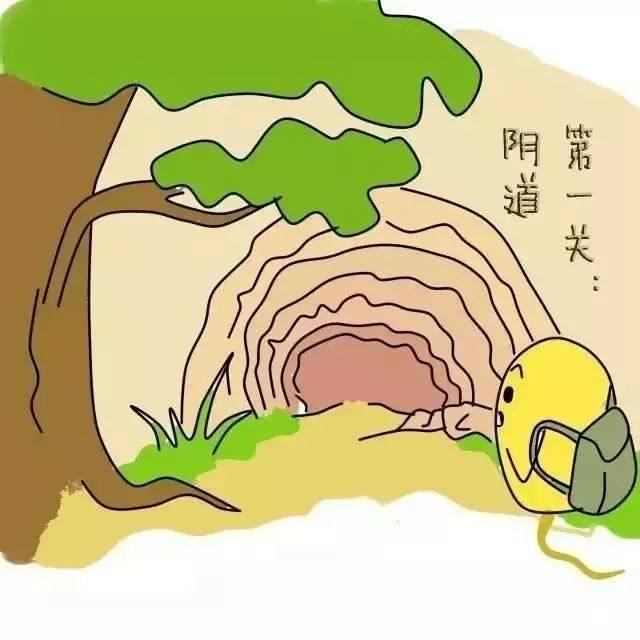 女性生殖系统地图一步走错万事蹉跎