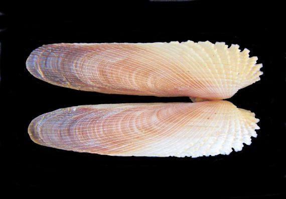 精致脆弱又好吃的天使之翼天使之翼海鸥蛤睡前软体动物学91