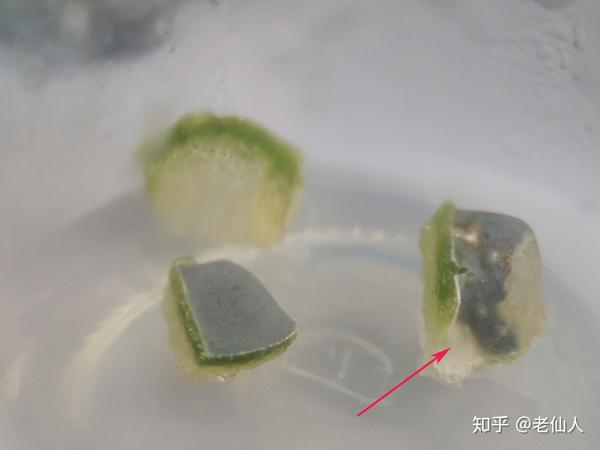 诱导愈伤组织生长