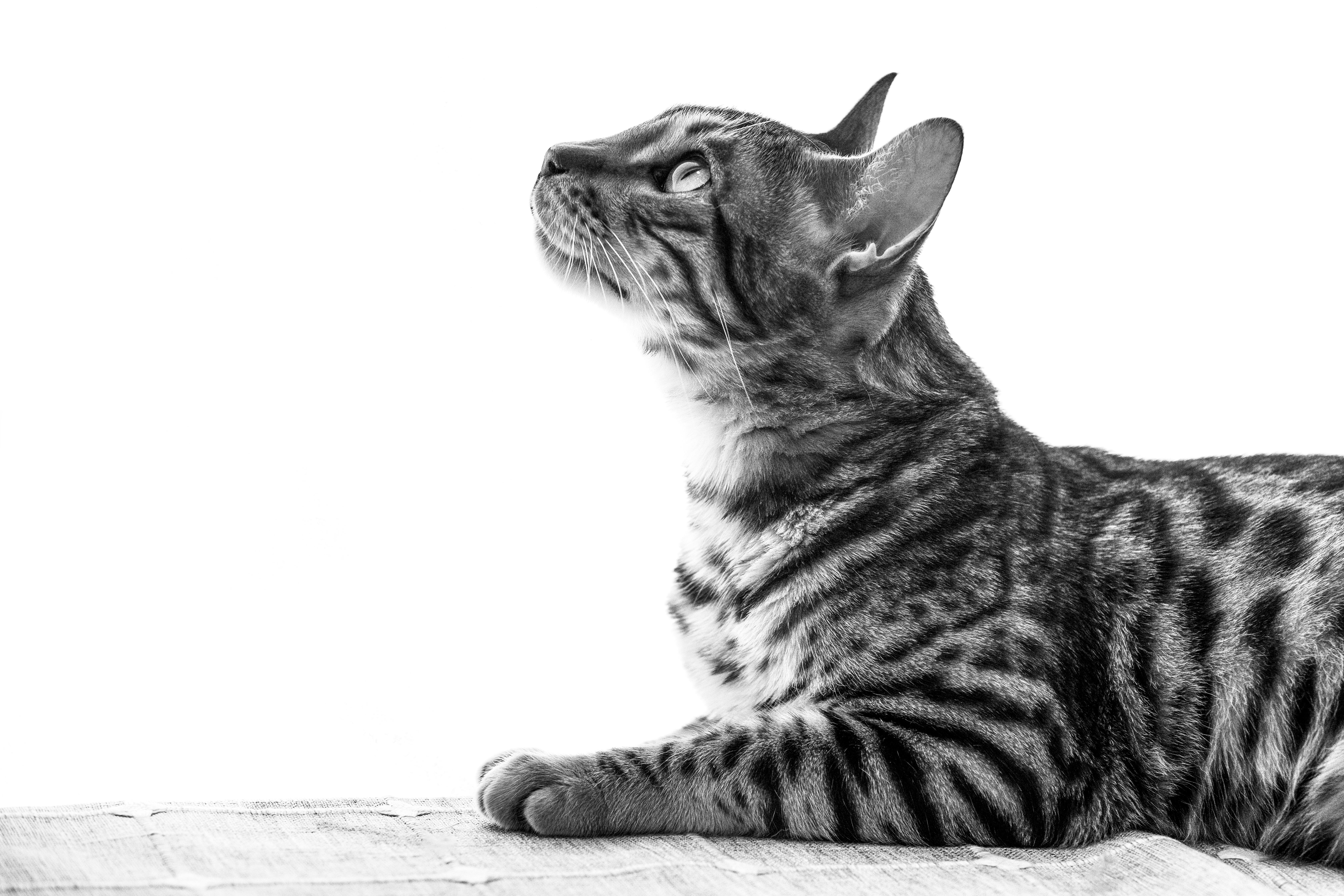 胖猫表情设计图__其他图标_标志图标_设计图库_昵图网nipic.com