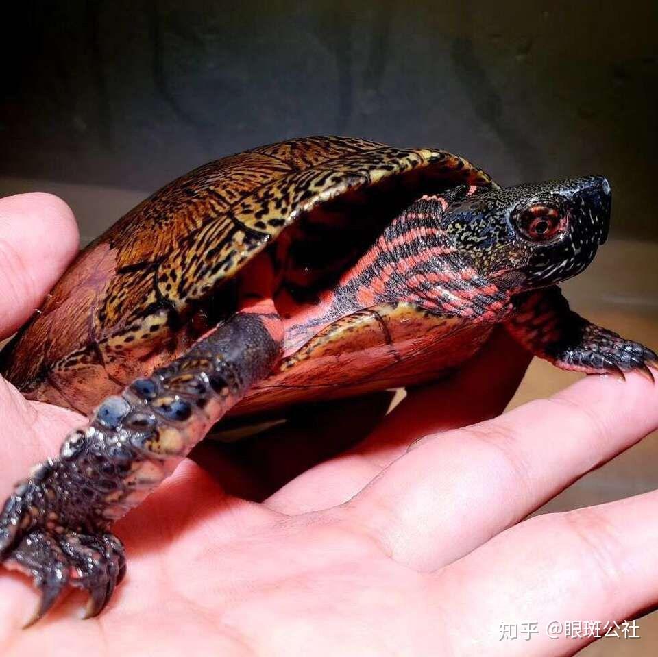 新手养眼斑龟冬天注意水位不可过低深水养龟都有哪些好处