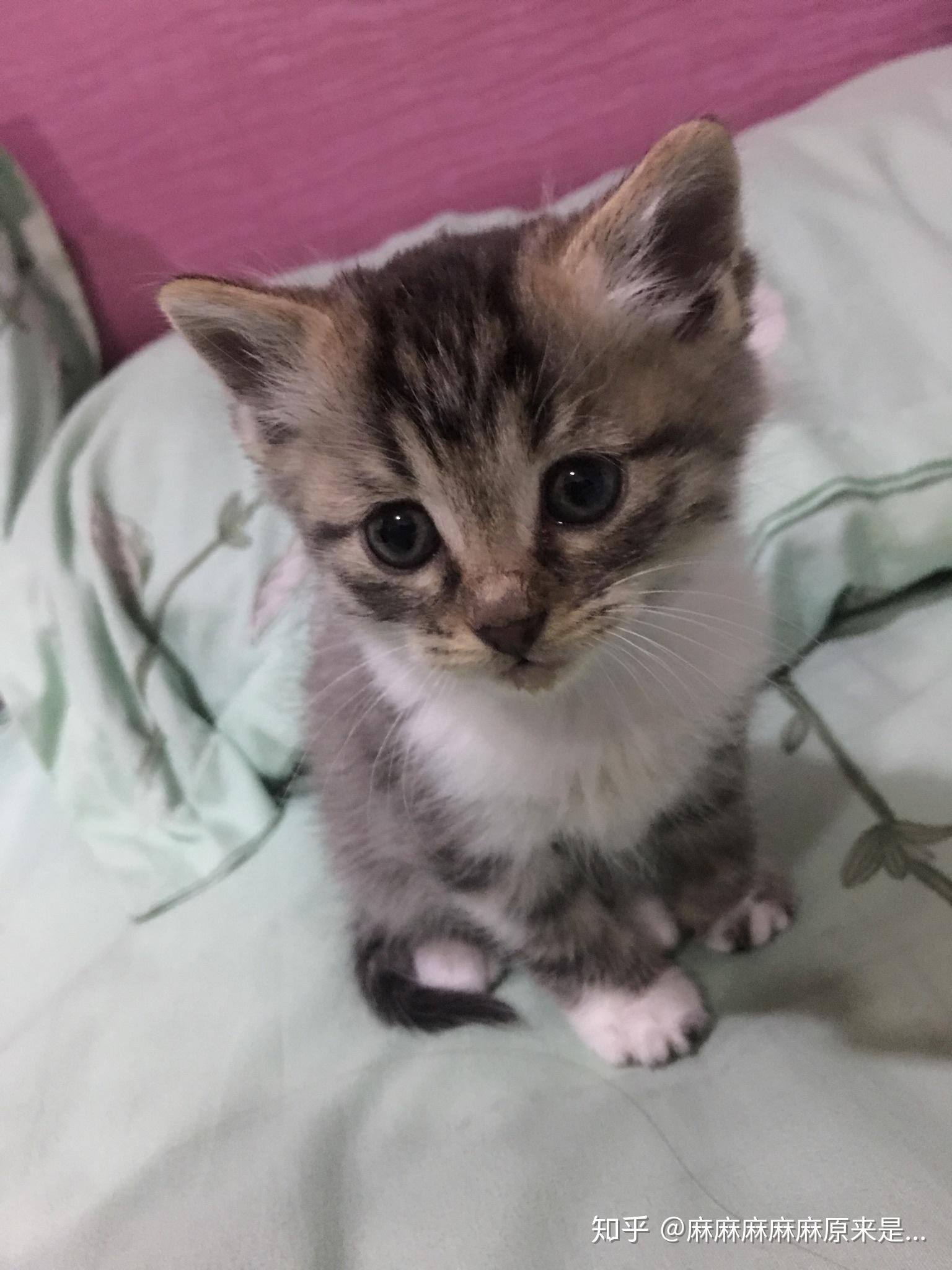 新手怎么样养一个月大的小猫