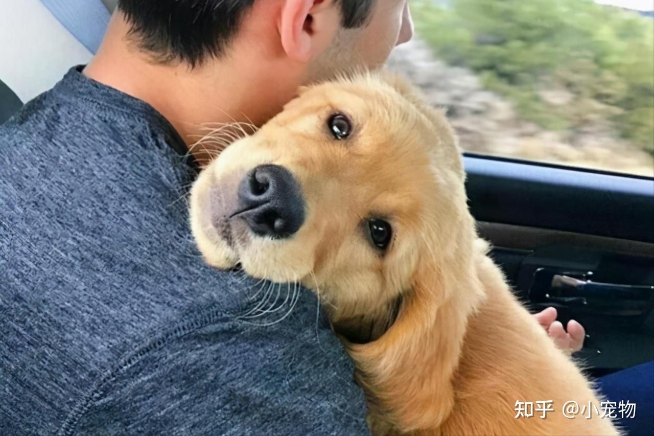 主人摸狗狗这5个地方就能让它很高兴