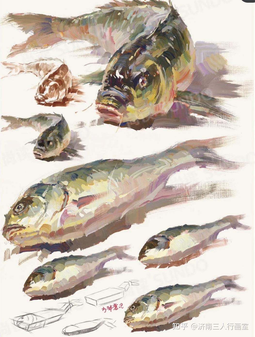 下面具体讲讲色彩静物单体鱼的画法步骤