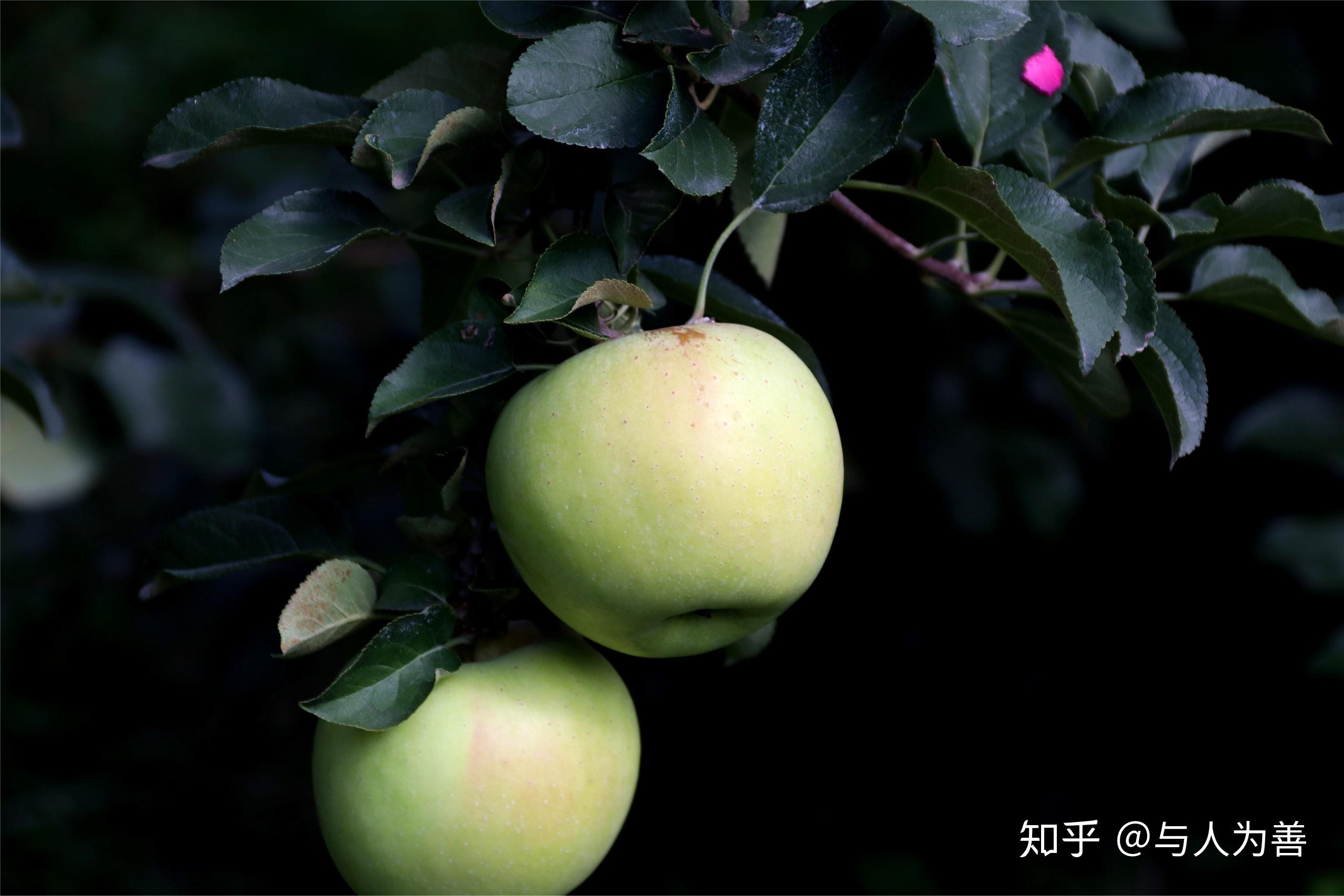 父种是"富士",是日本青森县培育出的苹果界纯正品种;多汁,脆甜爽口