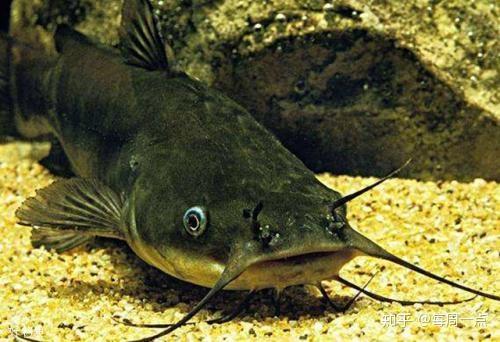 鲇鱼的样子很容易辨别,扁宽的脑袋,眼睛分散在两侧,嘴巴宽阔,看起来