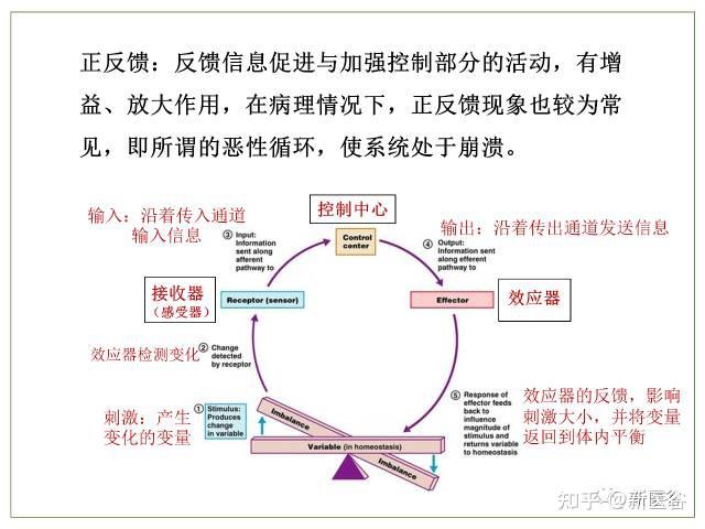 谷谷讲讲生理学中的正反馈调节 - 知乎