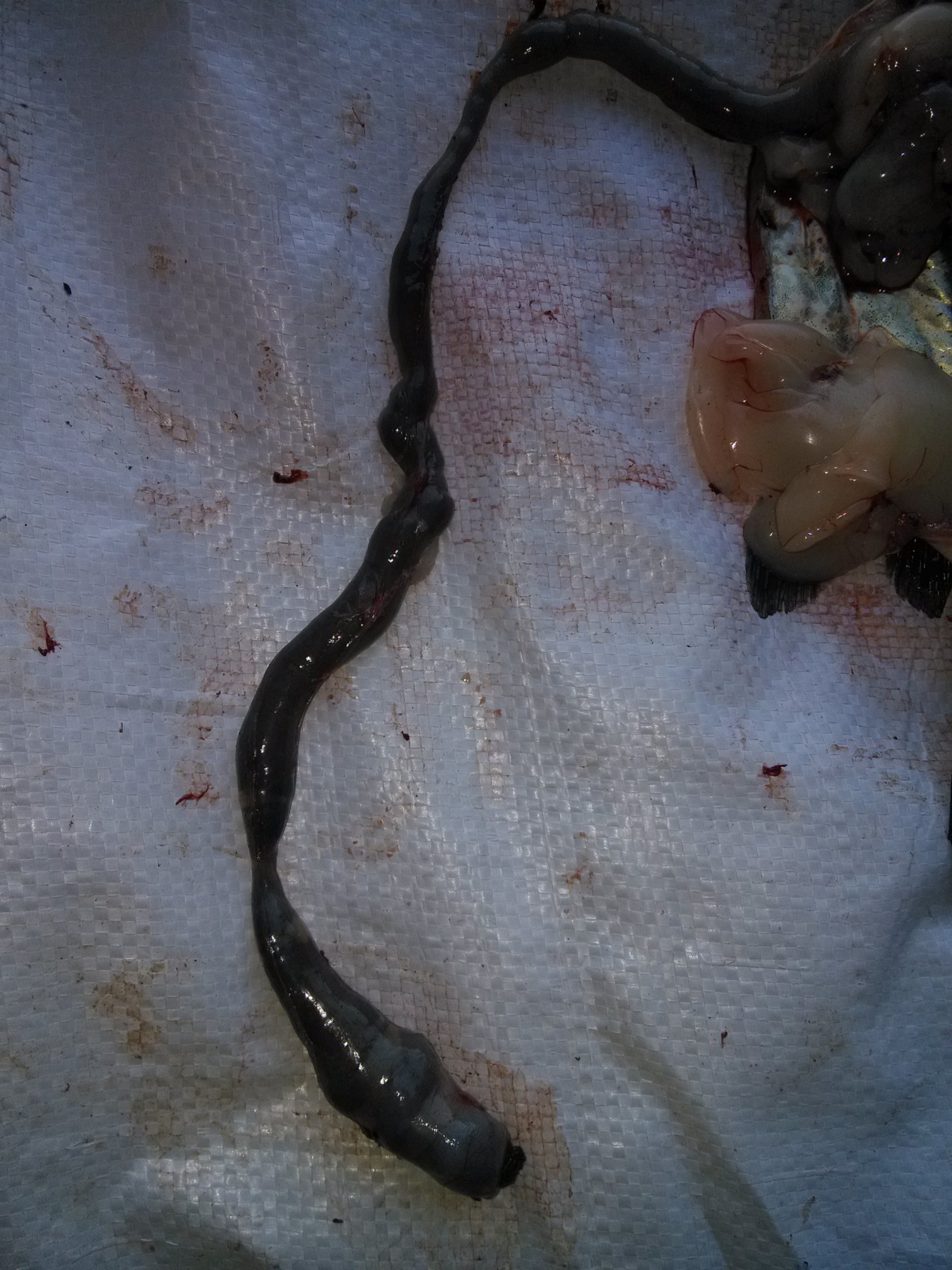 大口鲶1斤左右,便秘,烂鳍,寄生虫,便秘损伤肠道是病根暴力投喂导