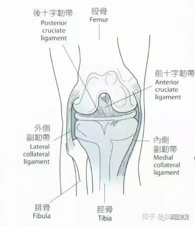 姿势 膝关节解剖学观点与肌动学观点 知乎