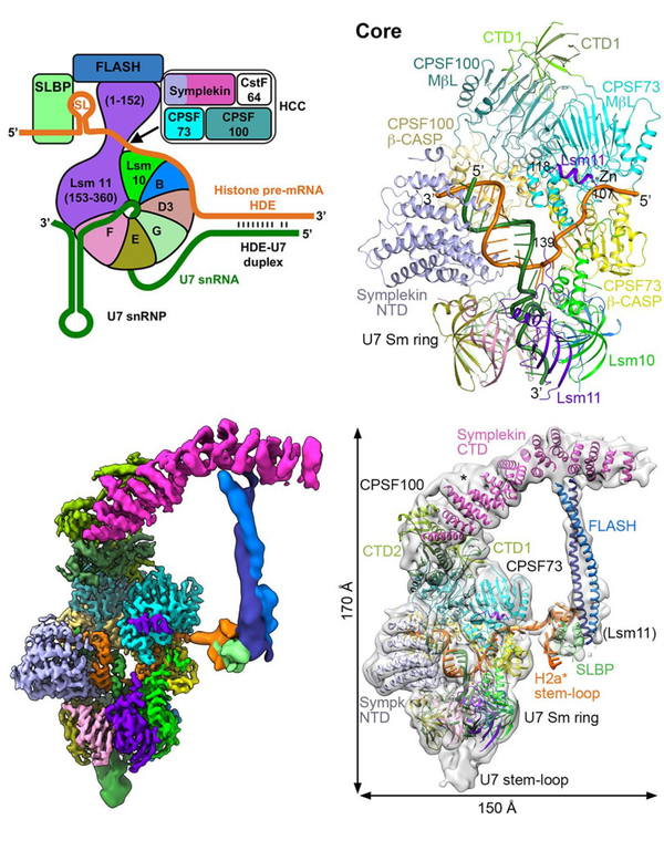 图1人类组蛋白pre-mrna 3端加工机器的结构