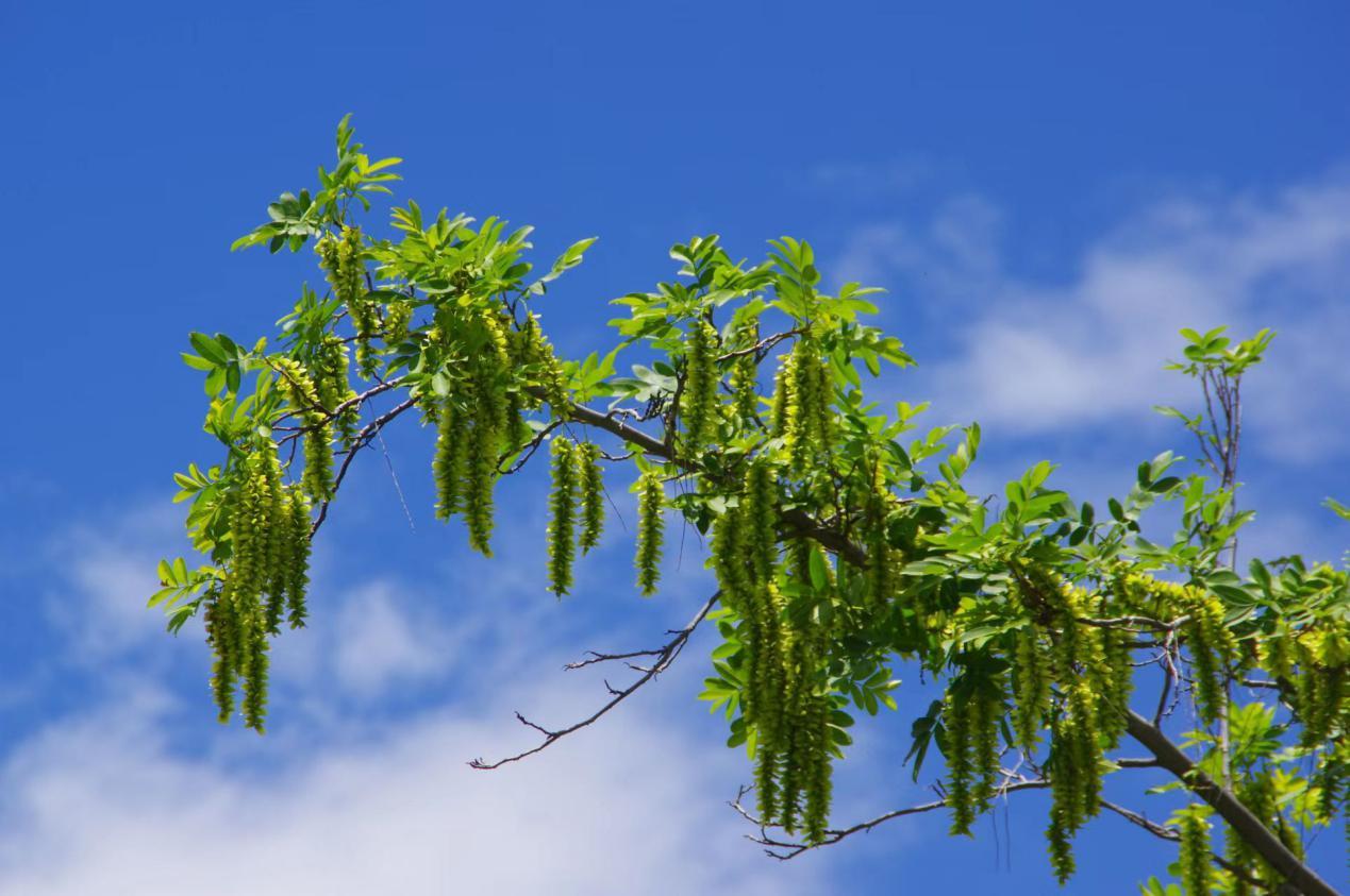 枫杨全身都是宝:木材轻软,不易翘裂,可制作箱板,家具,火柴杆等.