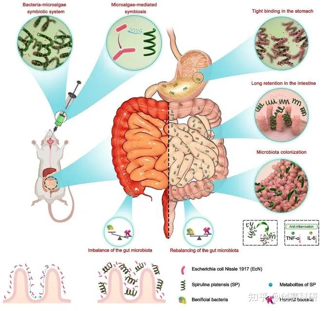 IF: 12.6《Journal of Nanobiotechnology》浙江大学周民/钟丹妮:细菌-微藻共生系统作为高效益生菌递送平台治疗 ...