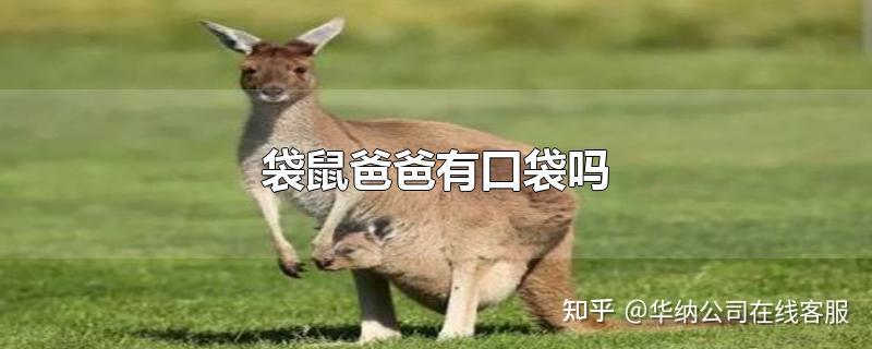 袋鼠爸爸有口袋吗