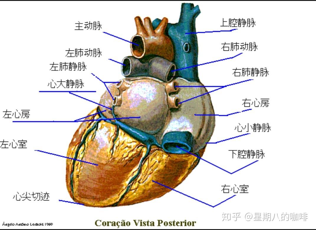 心脏位于胸腔中部偏左下方,体积约相当于一个拳头大小,位于横膈之上