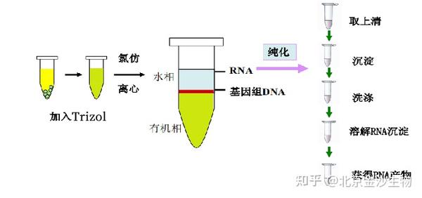 小知识 | RNA提取那些事(一) - 知乎