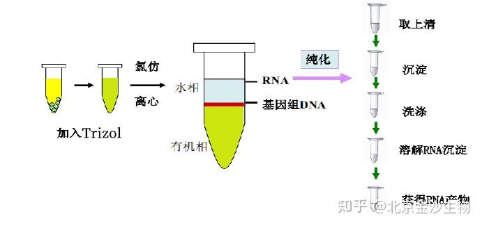 小知识 | RNA提取那些事(一) - 知乎