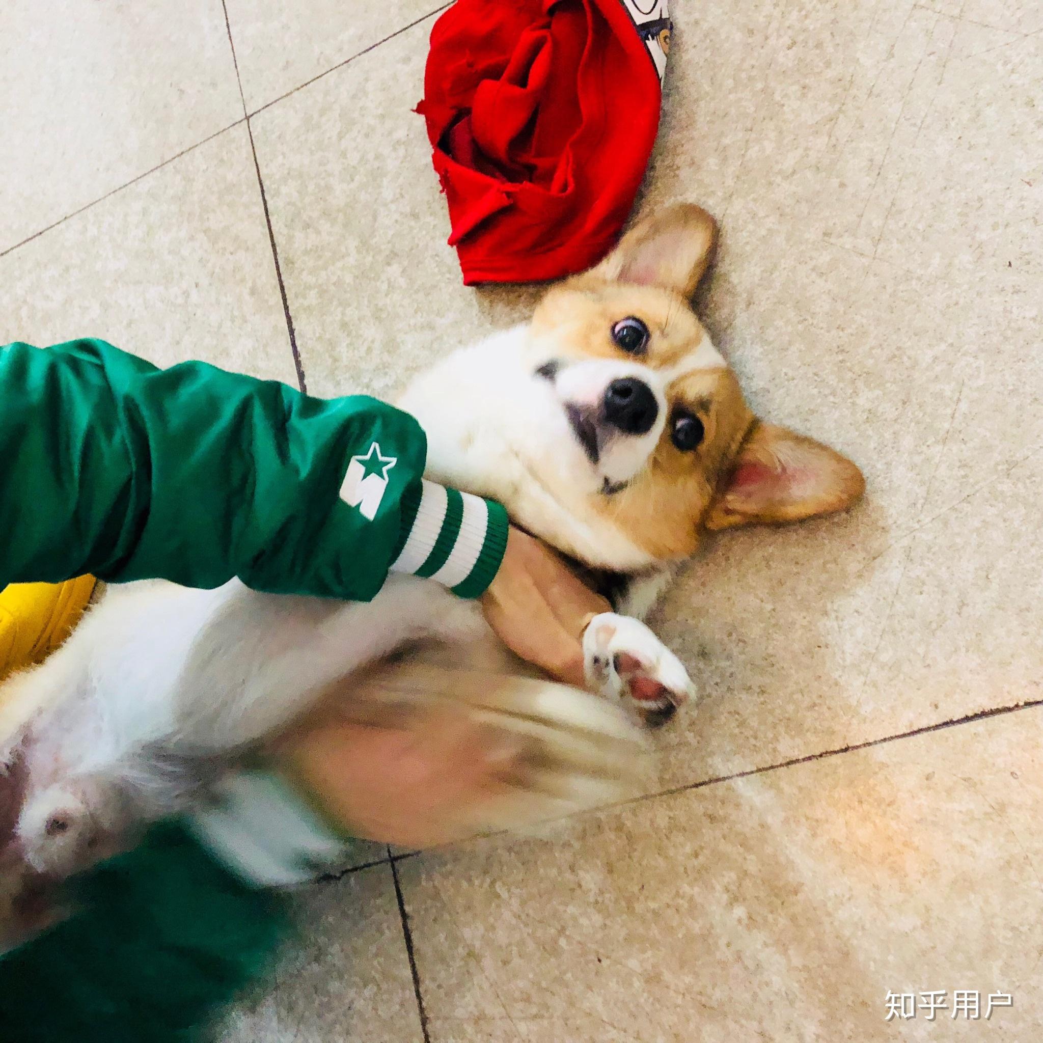 萨摩耶跟柯基谁更可爱