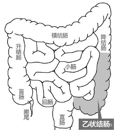 直肠和结肠分别位于人体的什么位置