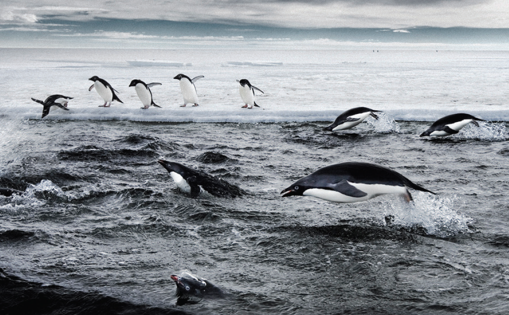为什么支持负责任的极地旅行?