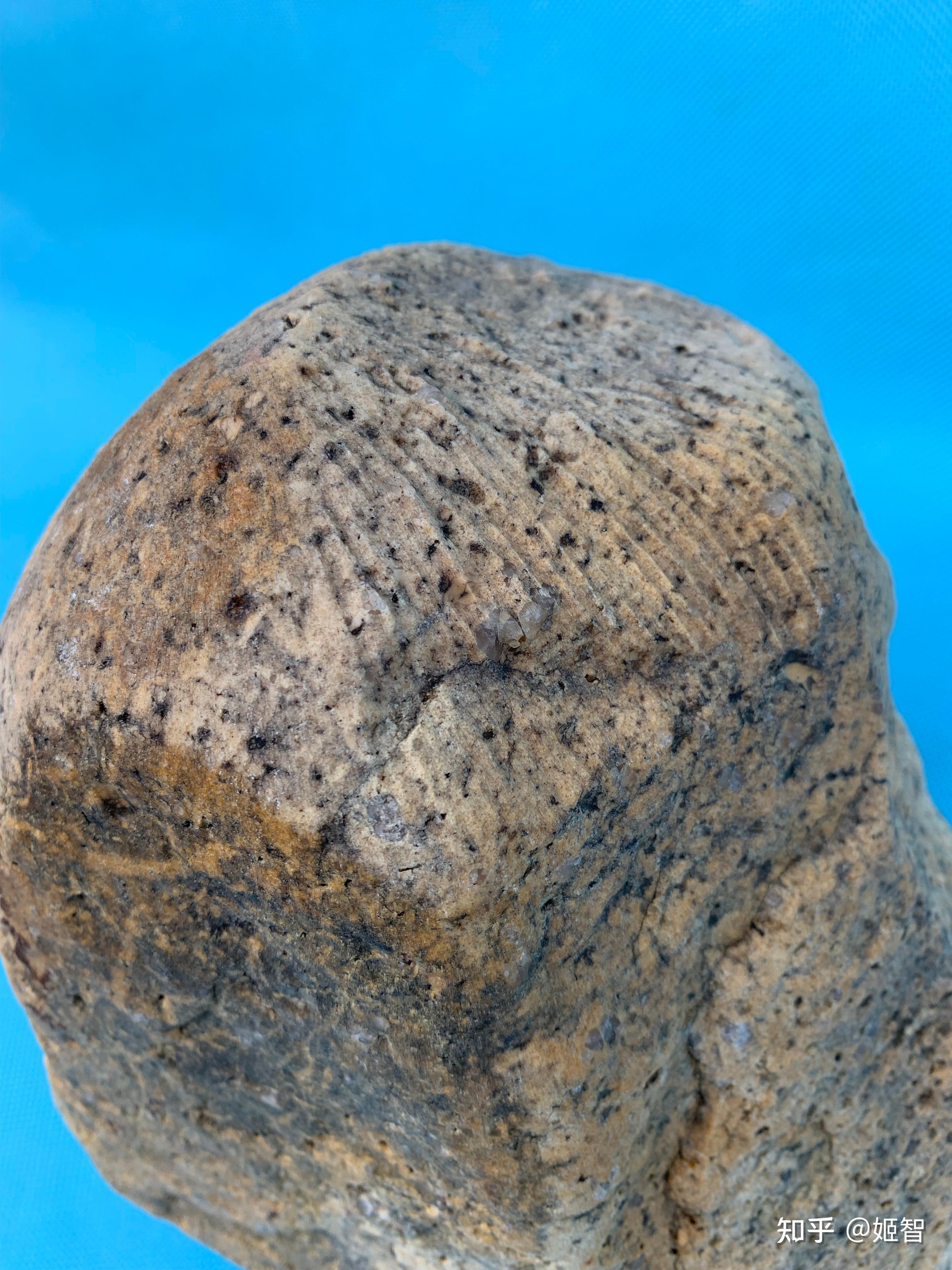 宁夏陨石收藏研究会会长(图中)这块定向顽火辉石球粒陨石的头部顶端