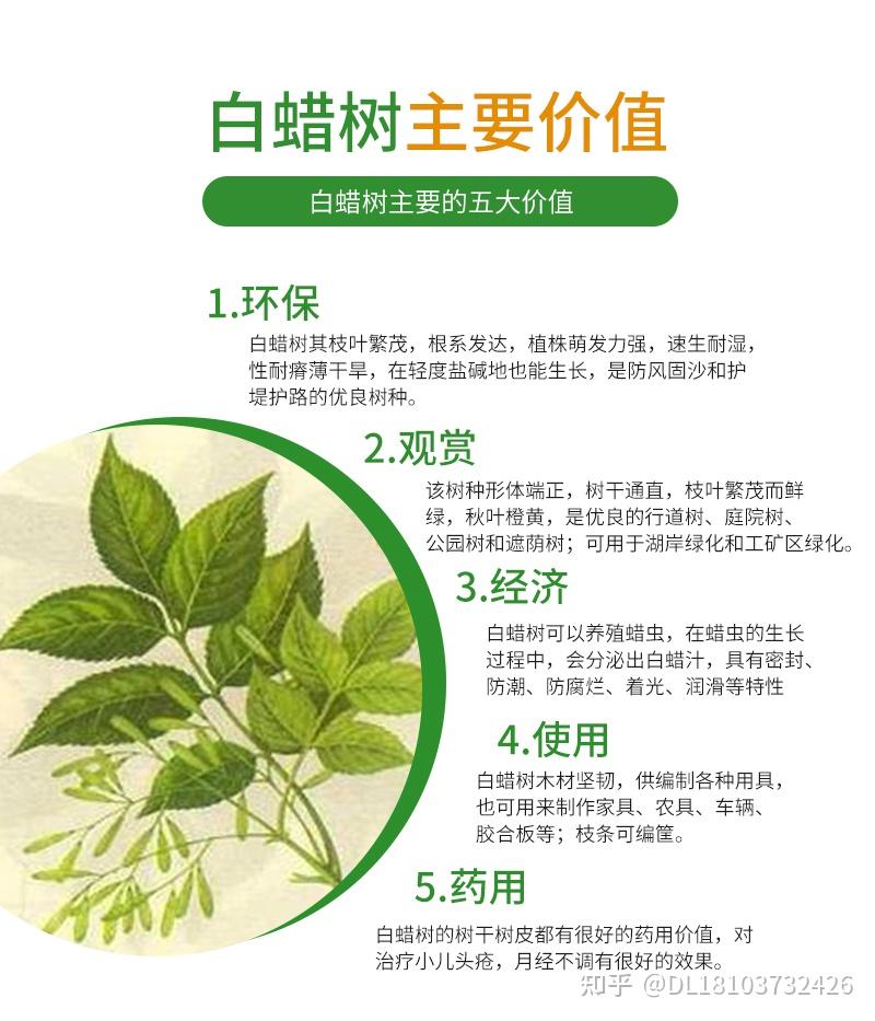 白蜡绿化树直径15公分左右树干量多